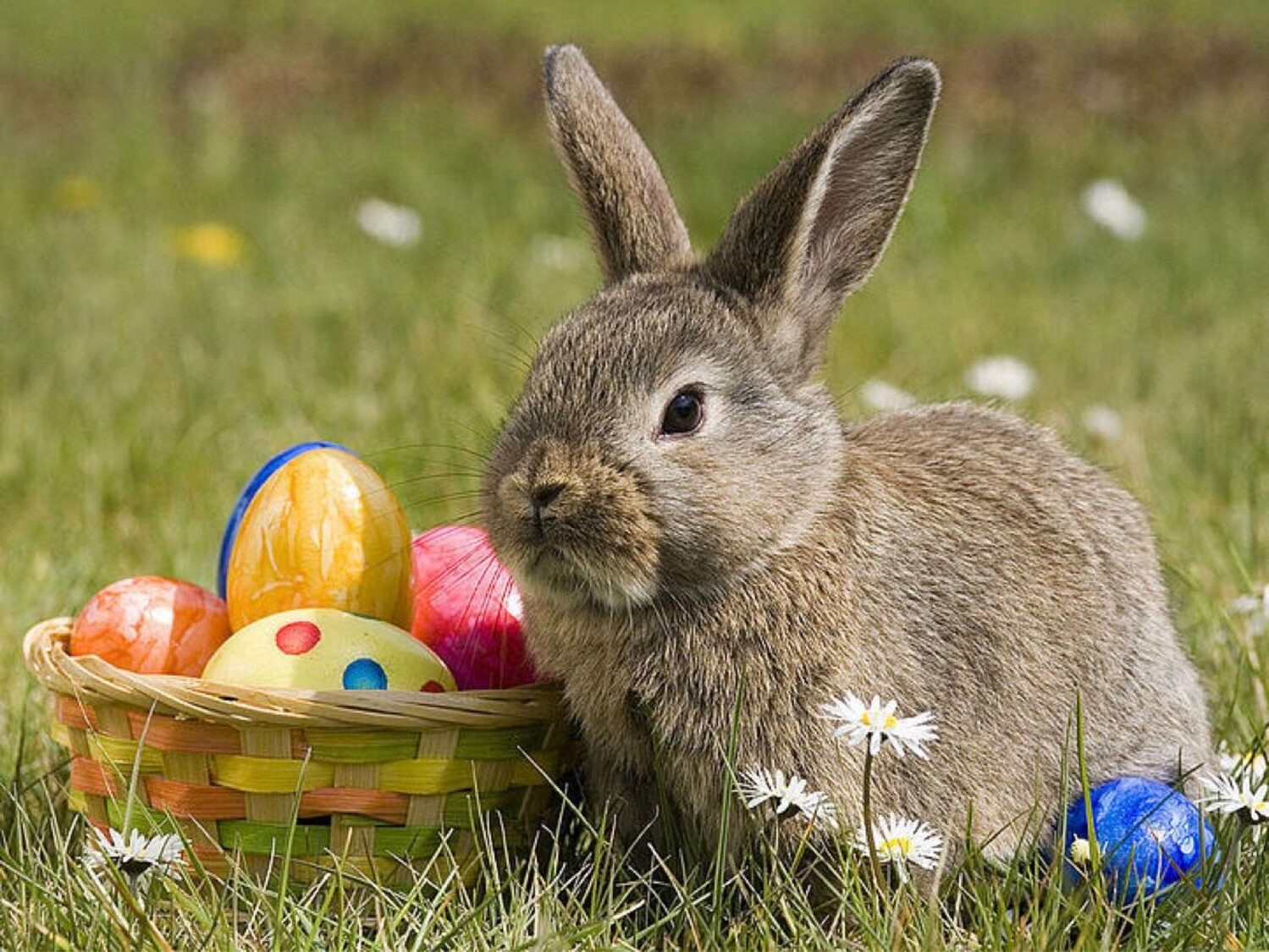 Schammis Klassikwelt 12: Wie der Osterhase in der Oper erdolcht wurde!