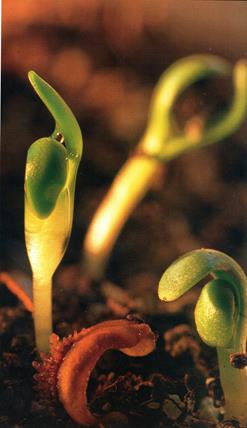 image033